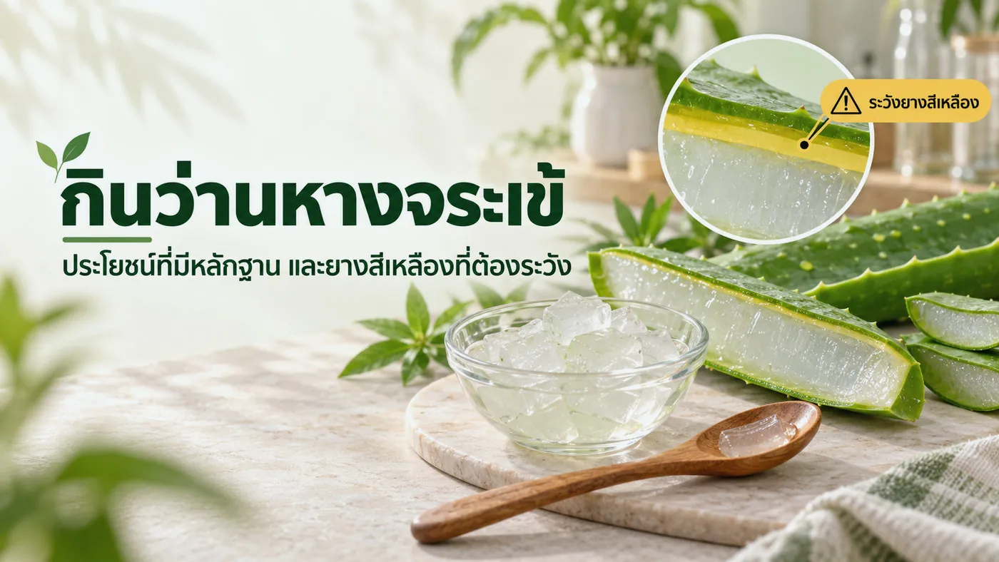 กินว่านหางจระเข้ อย่างปลอดภัย